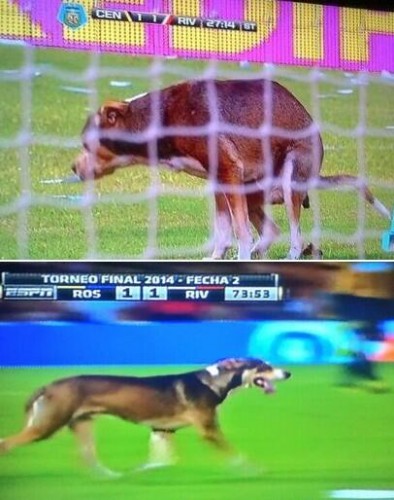 Pas pođubrio teren u Rozariju (VIDEO)