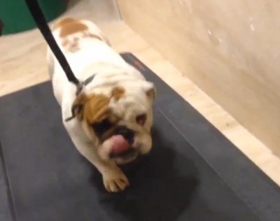 Melo na traci šeta psa (VIDEO)