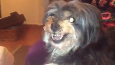 Ovo još nije viđeno: Pas koji voli Ronalda, a reži na pomen Mesija (VIDEO)