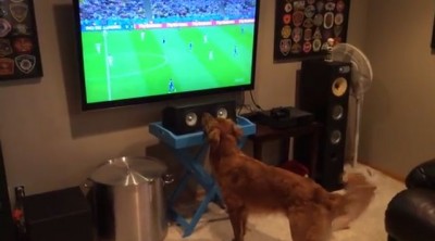 Najveći ljubitelj Mundijala… među svim životinjama (VIDEO)