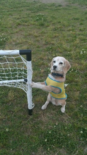On je spreman za SP! Pas koji će vas oboriti s nogu (VIDEO)