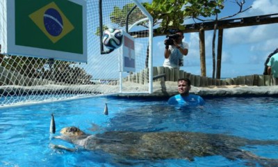 Kornjača prognozirala pobedu Brazila na otvaranju SP (VIDEO)