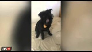 Ko je bolji – Mesi ili Ronaldo? Pas zna…