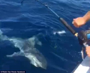 PROFI U SVEMU: Šta zna van Persi šta je ajkula od tri metra (VIDEO)