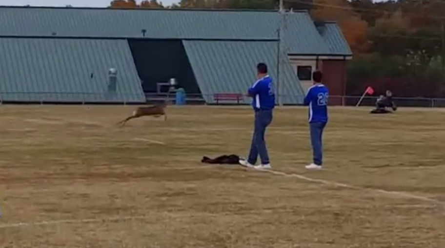 ŠOK NA TERENU: Jelen uleteo i zatresao mrežu u maniru rasnih strelaca (VIDEO)