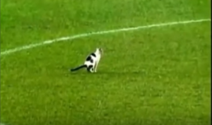 VELIKA NUŽDA: Nije ptica, ali je mačka donela sreću Dejanu Lekiću (VIDEO)