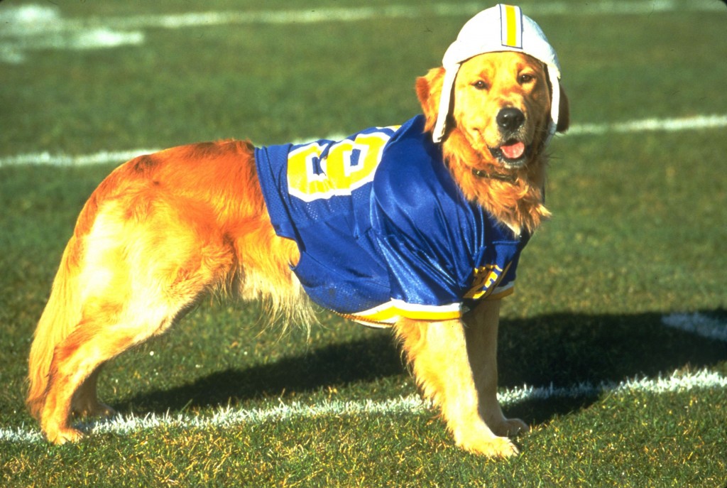 SVI IGRAJU FUDBAL: Mislili ste da je ‘Badi pas fudbaler’ izmišljen? Varate se! (VIDEO)