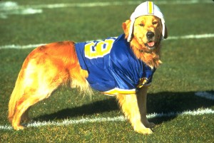 SVI IGRAJU FUDBAL: Mislili ste da je ‘Badi pas fudbaler’ izmišljen? Varate se! (VIDEO)