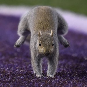 SLUČAJNOST ILI ZNAK? Nećete verovati šta je ovom timu donelo dve pobede! (VIDEO) (FOTO)