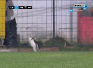 NEKO IMA ‘IGRAČA’ VIŠE: Dok Javor i Partizan vode rovovsku borbu, terenom u Ivanjici šparta ‘nezvan gost’ (VIDEO)