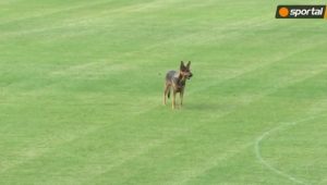NEVEROVATAN PRIZOR U BUGARSKOJ: Igrači nisu mogli da izađu na kraj sa bikom, ali ima ko jeste (VIDEO)