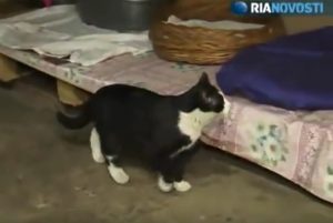 NEKAD HOBOTNICA, SAD MAČOR: Ahil predviđa rezultate na Kupu konfederacija (VIDEO)