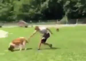 ČUDAN NAČIN PRIPEMA: Moguće pojačanje Zvezda sprema se za novu sezonu, ali ne sa ljudima