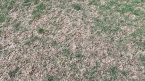 KATASTROFALNI USLOVI: Ovo ne obećava – tereni u Superligi su ‘boza’, u Trnavi jedva da ima trave! (VIDEO)