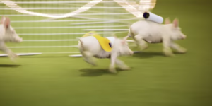 BOBI ŠOU: Marjanović se kladio na trku prasića (VIDEO)