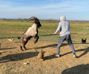 NESVAKIDAŠNJI SPARING PARTNER: Ruski MMA borac trenira sa jarcem! (FOTO) (VIDEO)