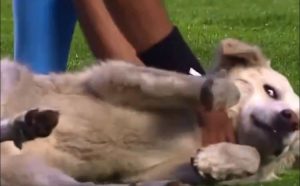 NEVIĐENA SCENA NA FUDBALSKOJ UTAKMICI: Pas izazvao prekid, utrčao na teren i ukrao kopačku – svi gledali u neverici (VIDEO)