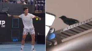 KO BI REKAO DA PTICA MOŽE DA ODNESE ŠOU: Teniser poludeo zbog gavrana, komična scena pred početak AO! (VIDEO)