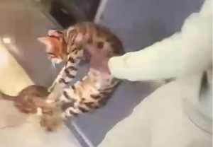 OVO JE ZA TEŠKU ROBIJU: Fudbaler Vest Hema se iživljavao nad mačkama, sada mu preti zatvor! (UZNEMIRUJUĆI VIDEO)