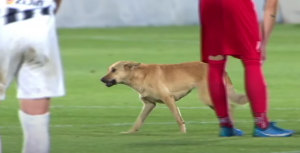 LUDILO U NOVOM SADU: Pas prekinuo derbi između Partizana i Vojvodine! (VIDEO)