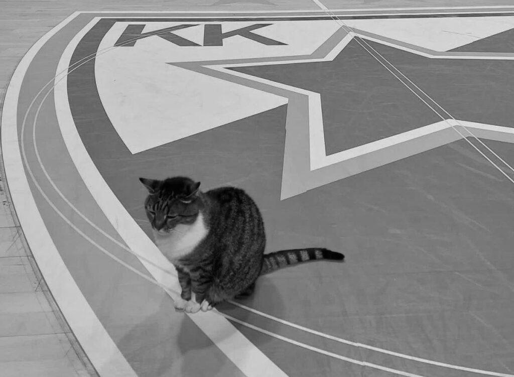 TUGA U PIONIRU: Crvena zvezda se oprostila od vernog simbola kluba i miljenice navijača!