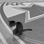 TUGA U PIONIRU: Crvena zvezda se oprostila od vernog simbola kluba i miljenice navijača!