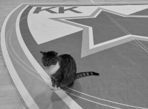 TUGA U PIONIRU: Crvena zvezda se oprostila od vernog simbola kluba i miljenice navijača!