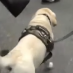 POSEBAN PRIJATELJ NAJVIŠE TUGUJE ZA POKOJNIM DULETOM: Pas proslavljenog trenera se ne odvaja od Duškovog sanduka!