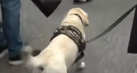 POSEBAN PRIJATELJ NAJVIŠE TUGUJE ZA POKOJNIM DULETOM: Pas proslavljenog trenera se ne odvaja od Duškovog sanduka!