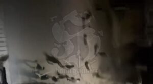 JEZIVE SCENE U BEOGRADU: Delije sa motkama krenule na Grobara, on izvadio dva velika noža! VIDEO